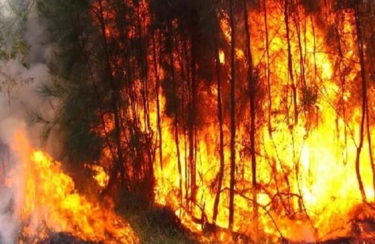 ऑस्ट्रेलिया के न्यू साउथ वेल्स के जंगलों में लगी भीषण आग, हाई अलर्ट जारी