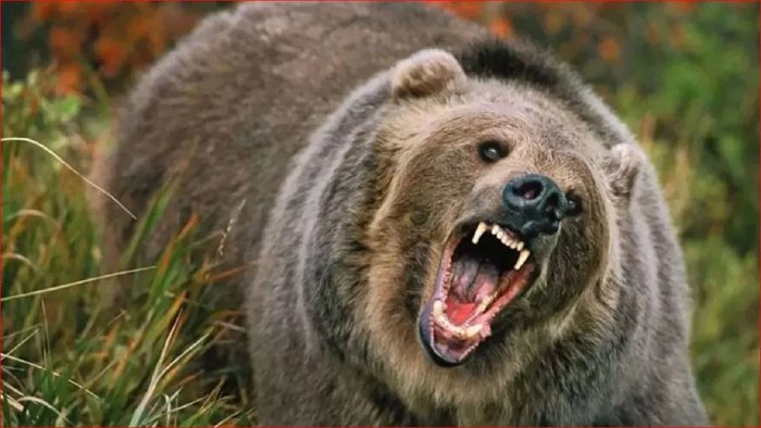 चमोली में भालू ने फिर किया 2 छात्राओं पर हमला, स्कूल जा रही थीं दोनों