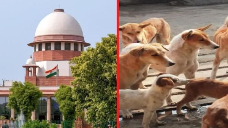 ‘सुबह कौन सा कुत्ता किस मूड में, यह किसी को पता नहीं होता’, आवारा कुत्तों पर सुप्रीम कोर्ट की टिप्पणी