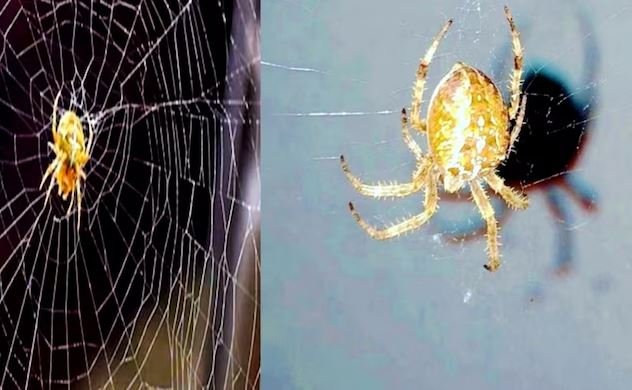 घर पर मकड़ी के लगे हैं जाले, तो हो जाएं सावधान, होता है अशुभ
