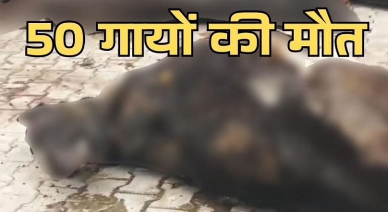 चंडीगढ़ में गौशाला में करीब 50 गायों के क्षत-विक्षत शव मिलने से हड़कंप
