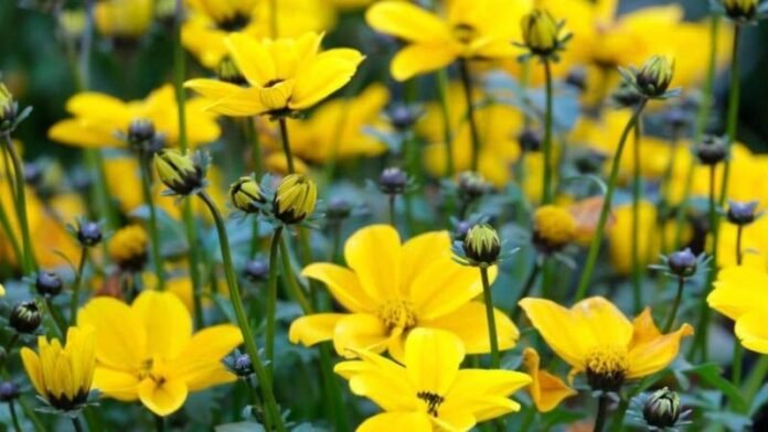 yellow-flowers.jpg
