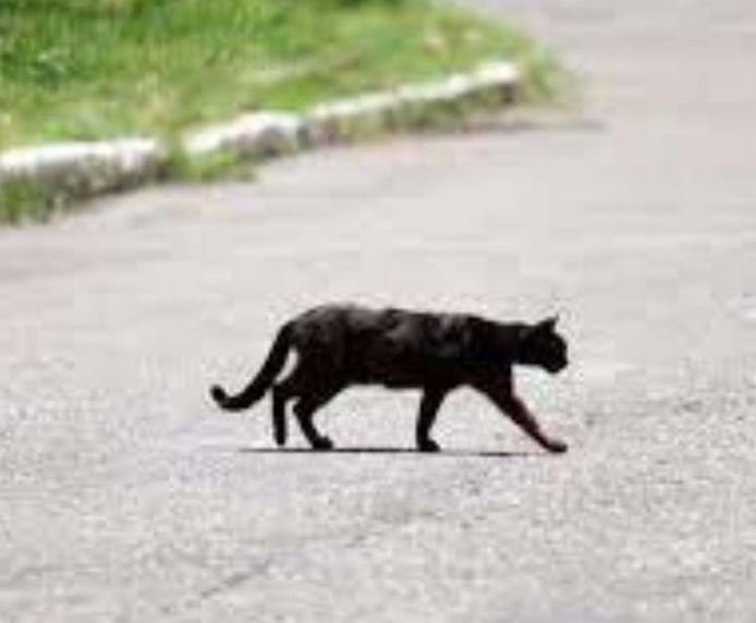 बिल्ली के रास्ता काटने से क्या होता है?